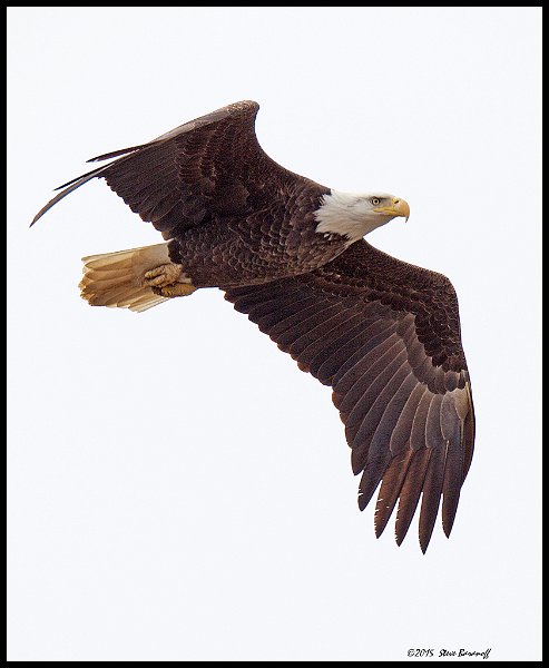 _5SB0056 bald eagle.jpg
